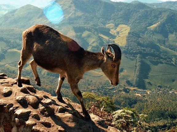 Nilgiri Tahr